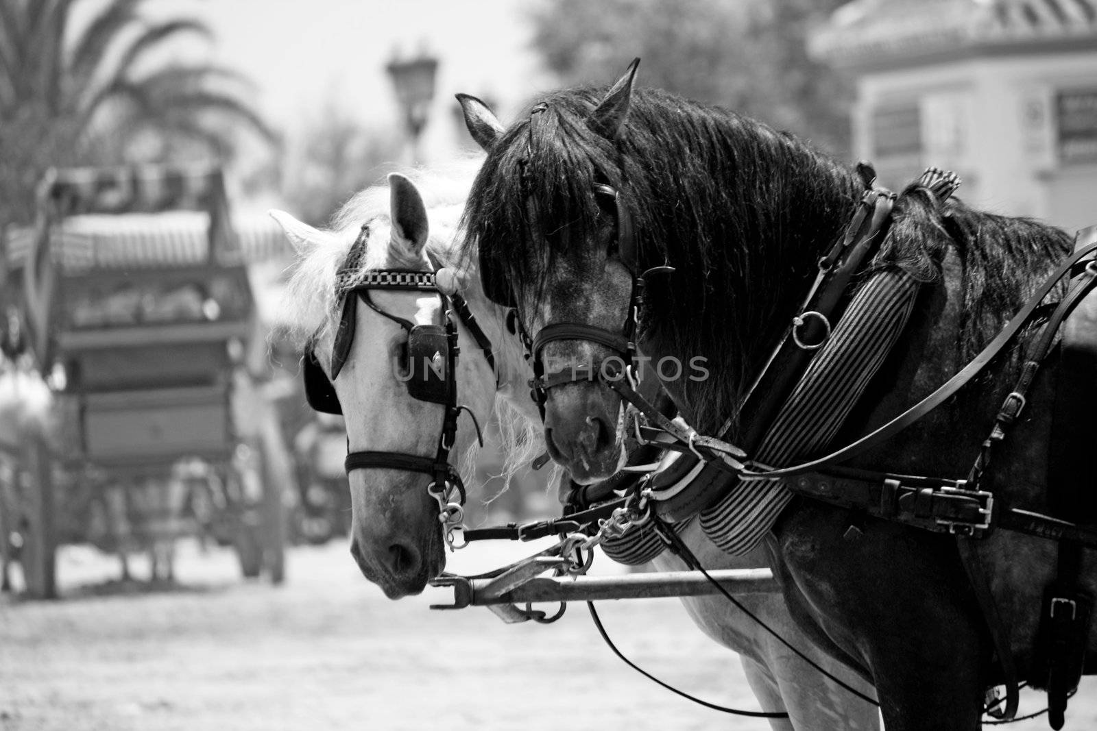 View of two horses watching the camera on the El Rocio festivity on Spain.