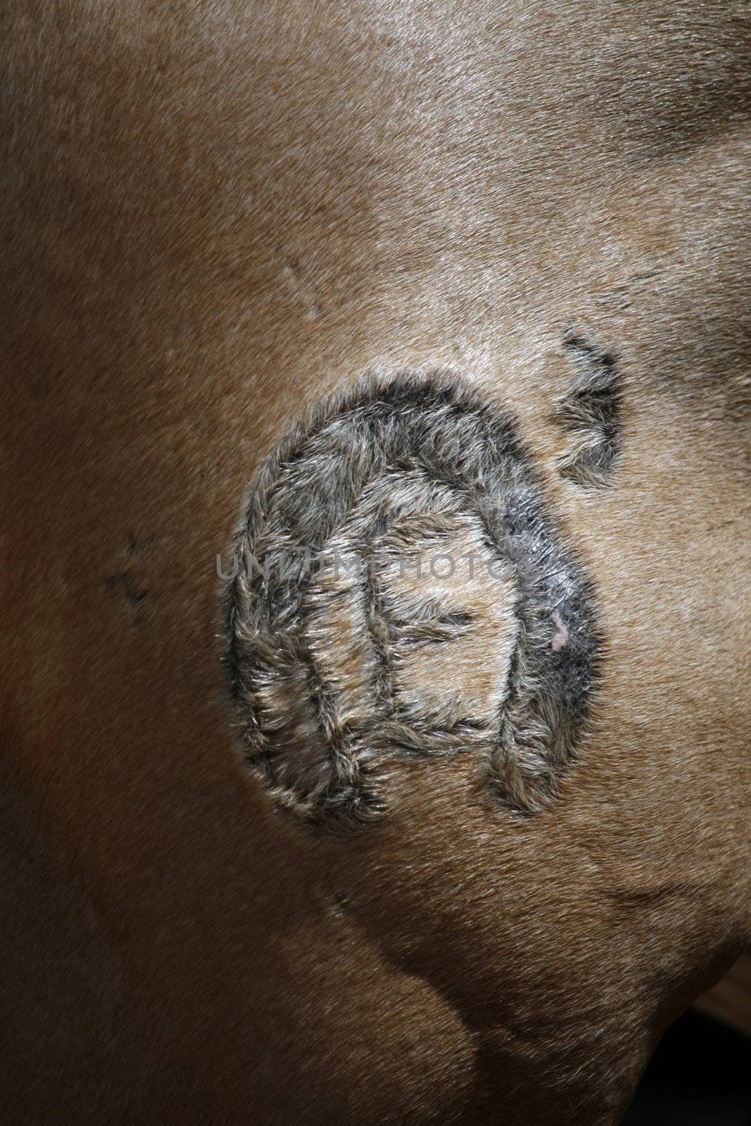 Close up view of the iron branding mark on the leg of a cow.