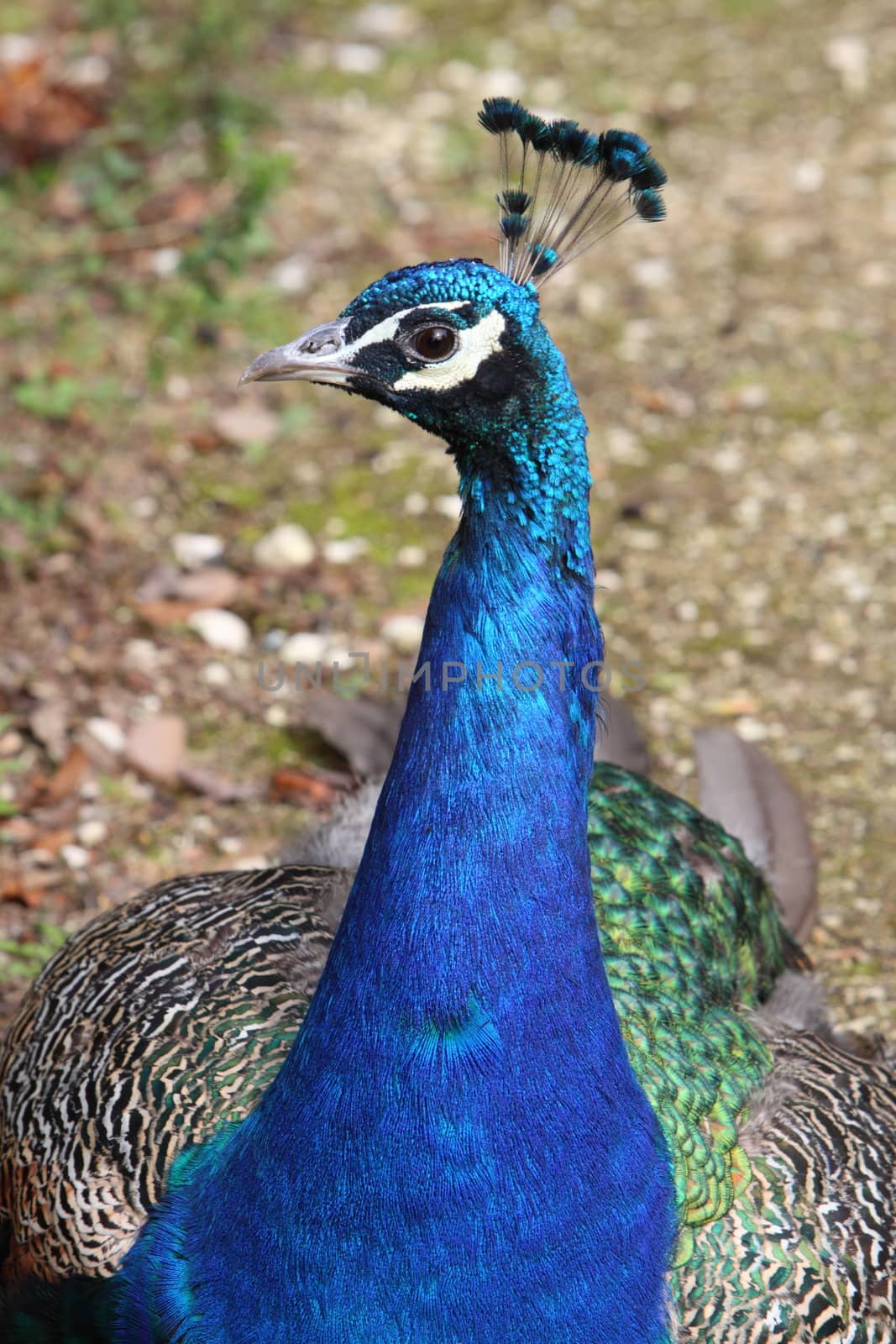 Peacock