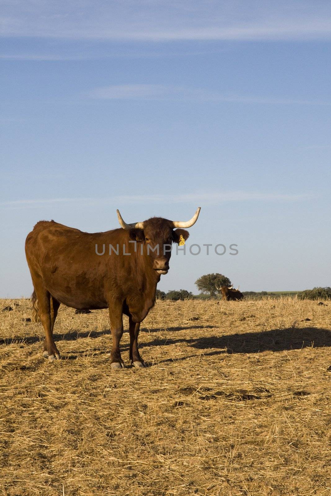 A brown cow with horns staring at the camera, against a blue sky.