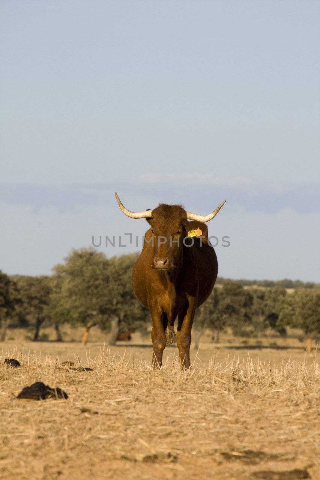 A brown cow with horns staring at the camera, against a blue sky.