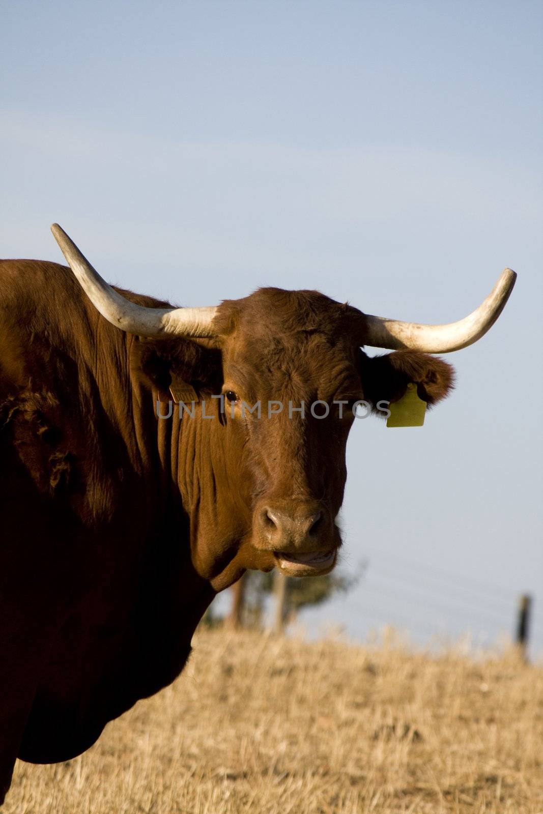 Brown cow by membio