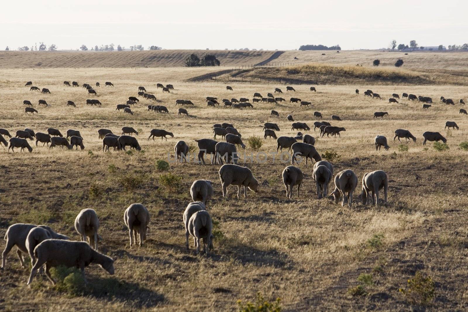 Large herd of sheep on a dry grass landscape on the Alentejo Region on Portugal.