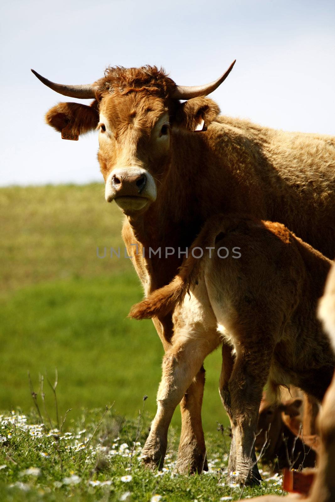 Group of brown cows on the green hills.