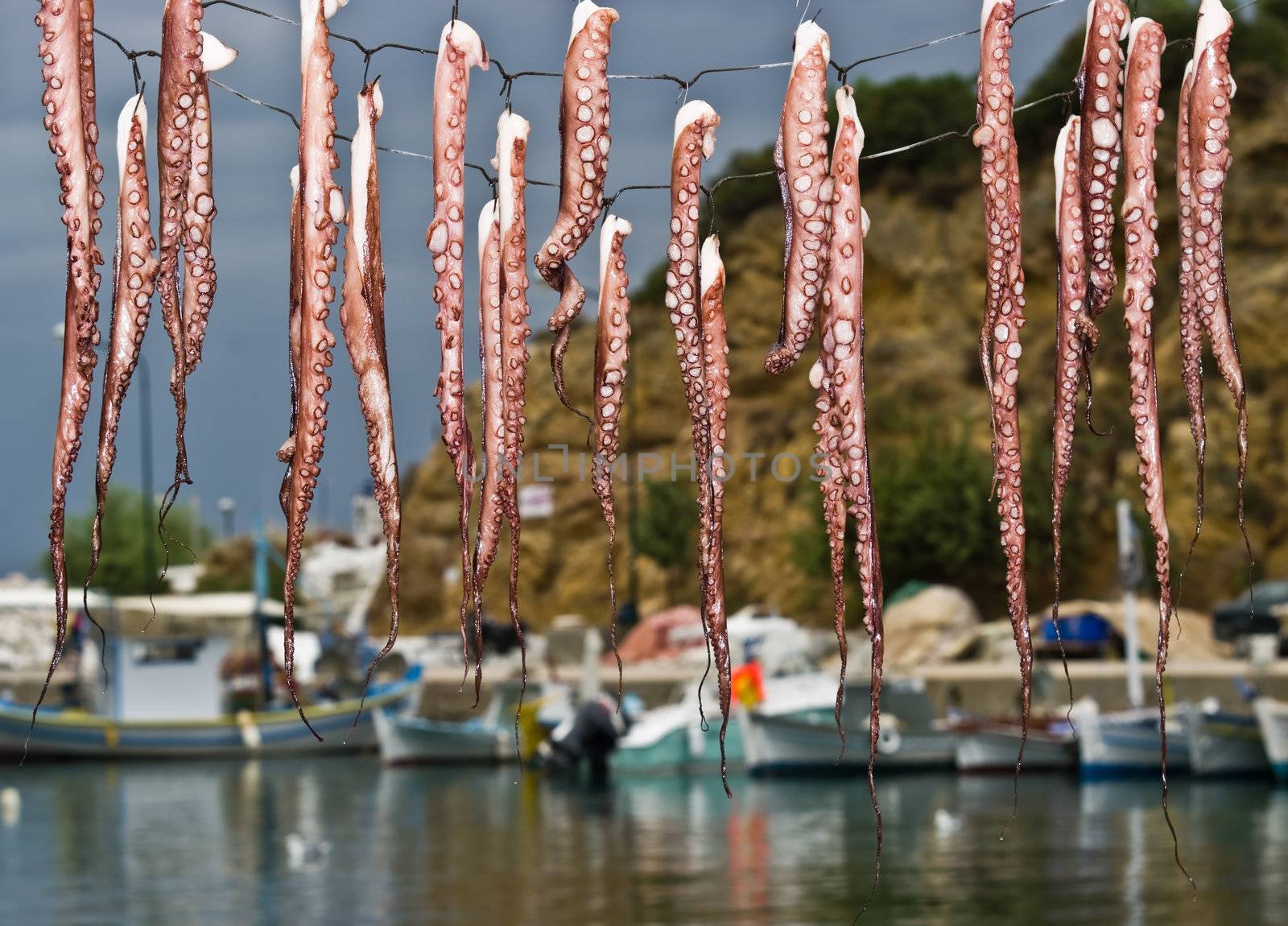 Fresh catch - drying octopus in a fishing port of Limenaria on Thasos Island, Greece.