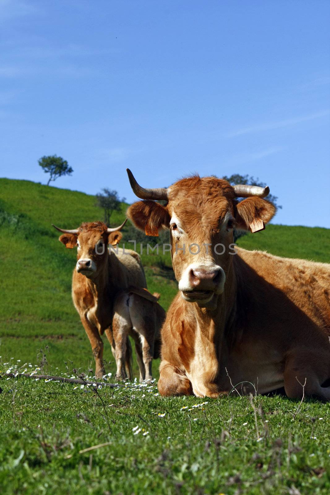 Group of brown cows on the green hills.