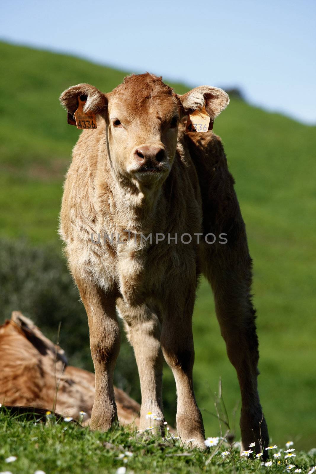 Young brown cow stares at the camera.
