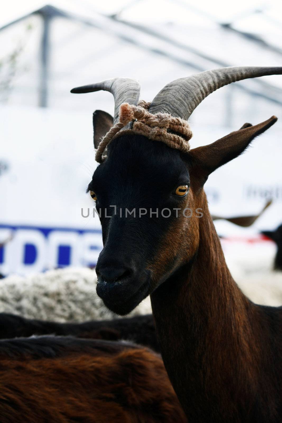 Goat looking by membio