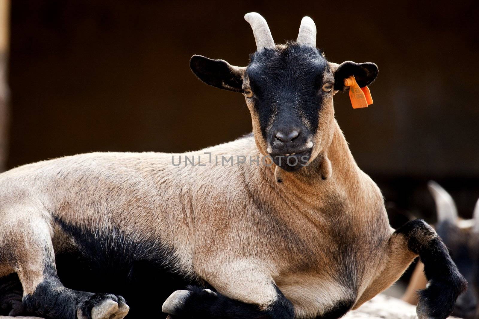 Close view of a brown-black goat staring at the camera.