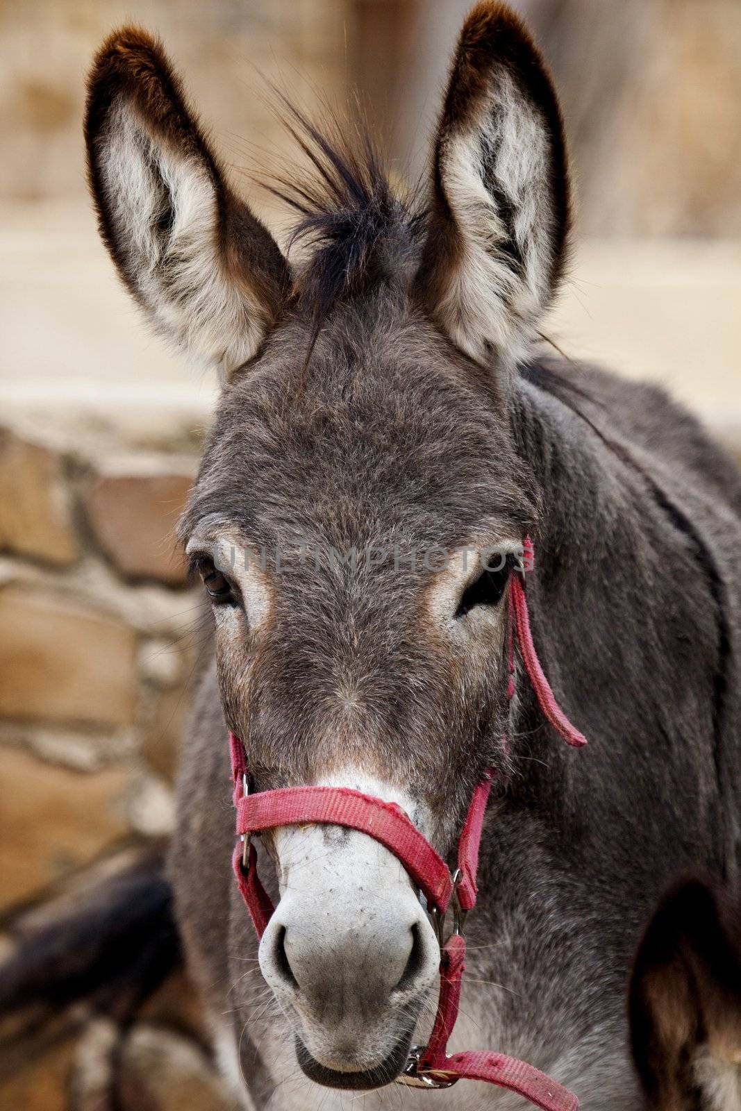 Close up view of the head of a portuguese donkey.