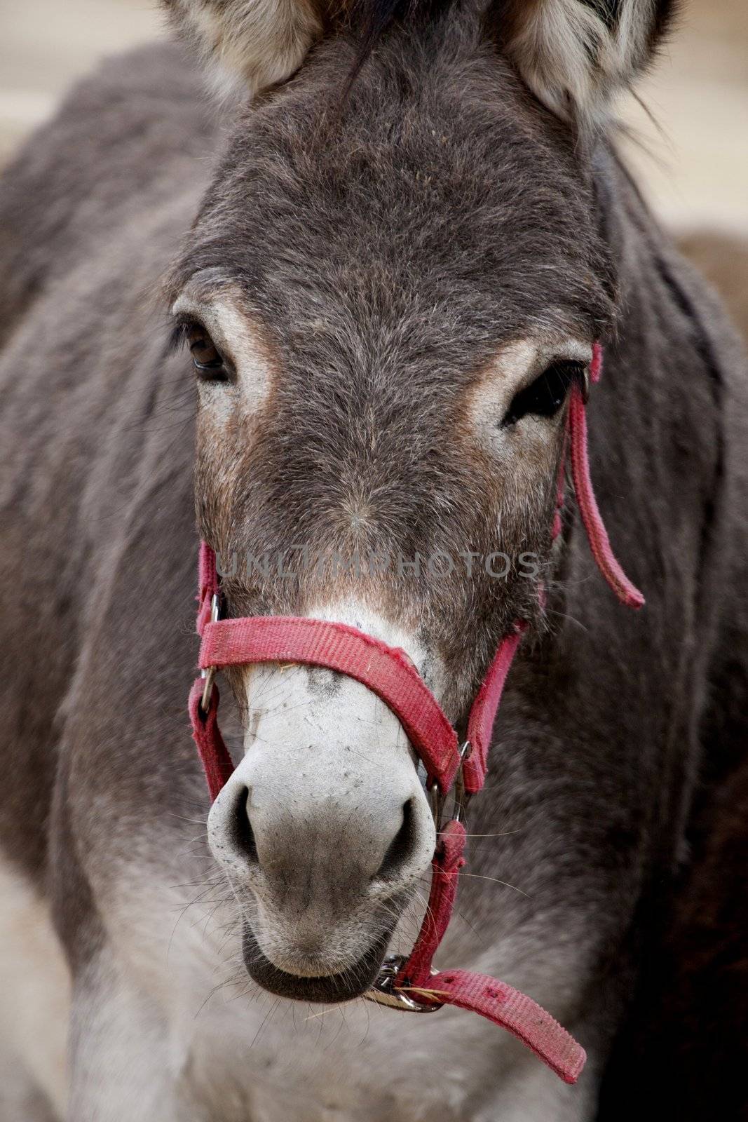 Close up view of the head of a portuguese donkey.