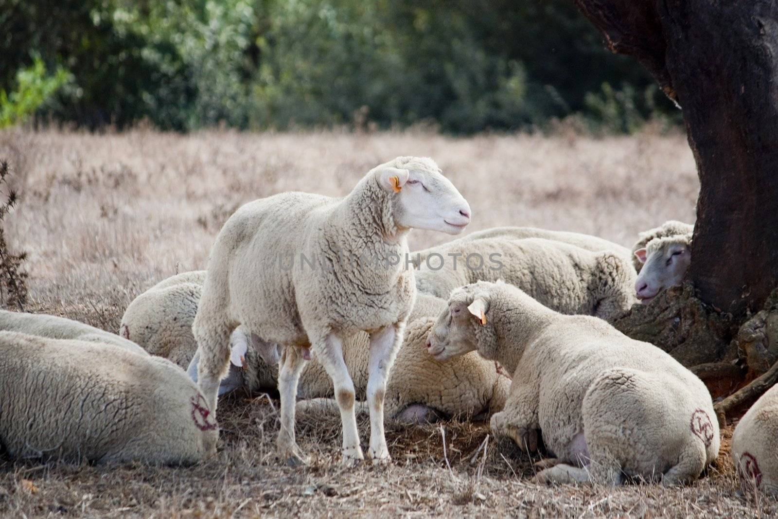 View of a group of sheep sleeping in the shade.