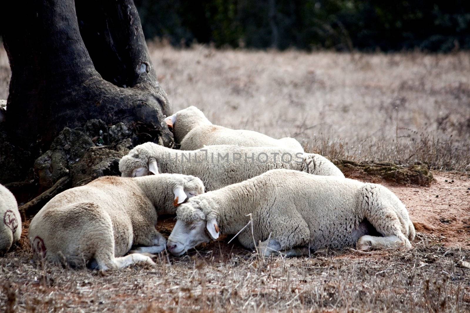 sleeping under a tree by membio