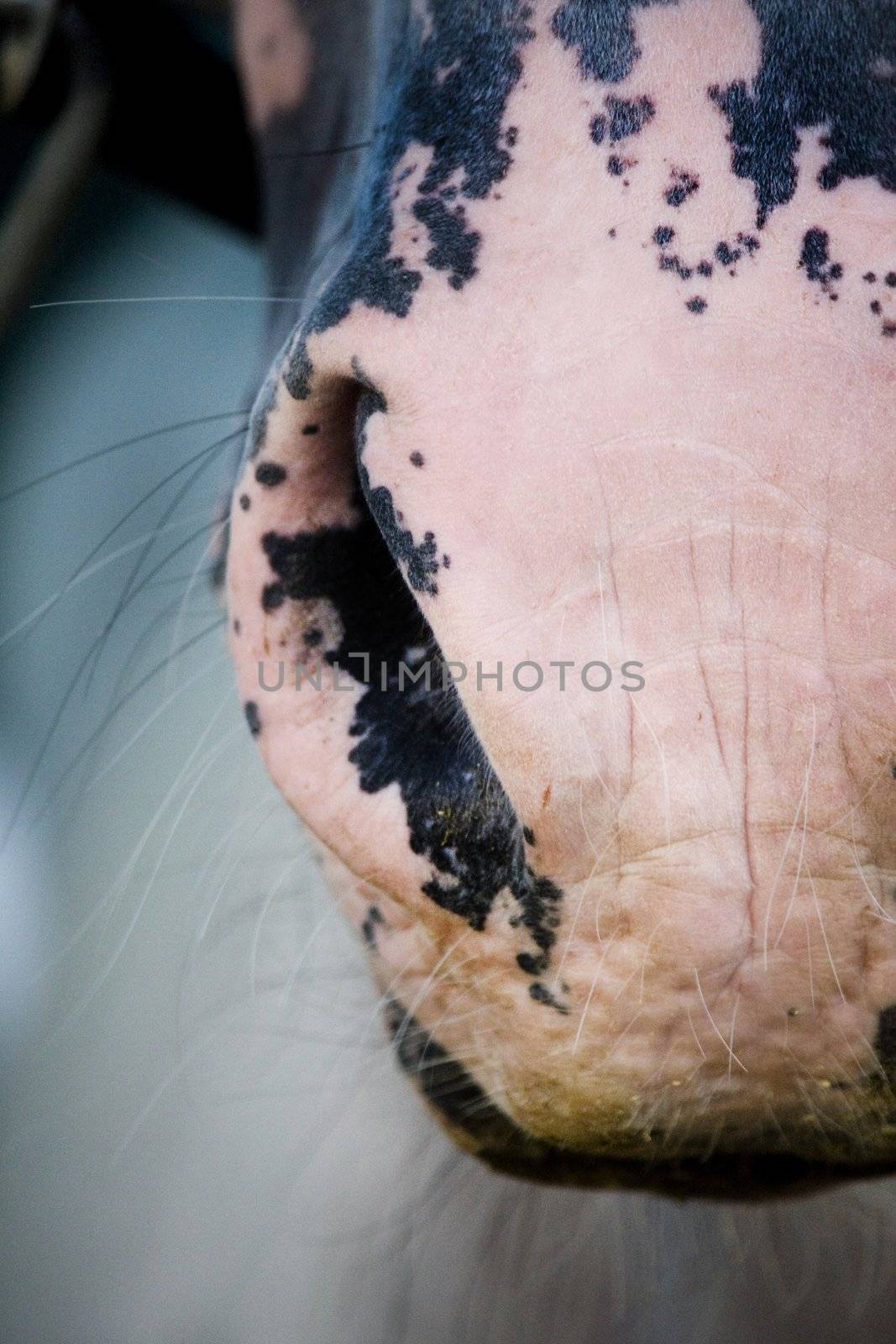 Close up view of the pink  snout of a horse.