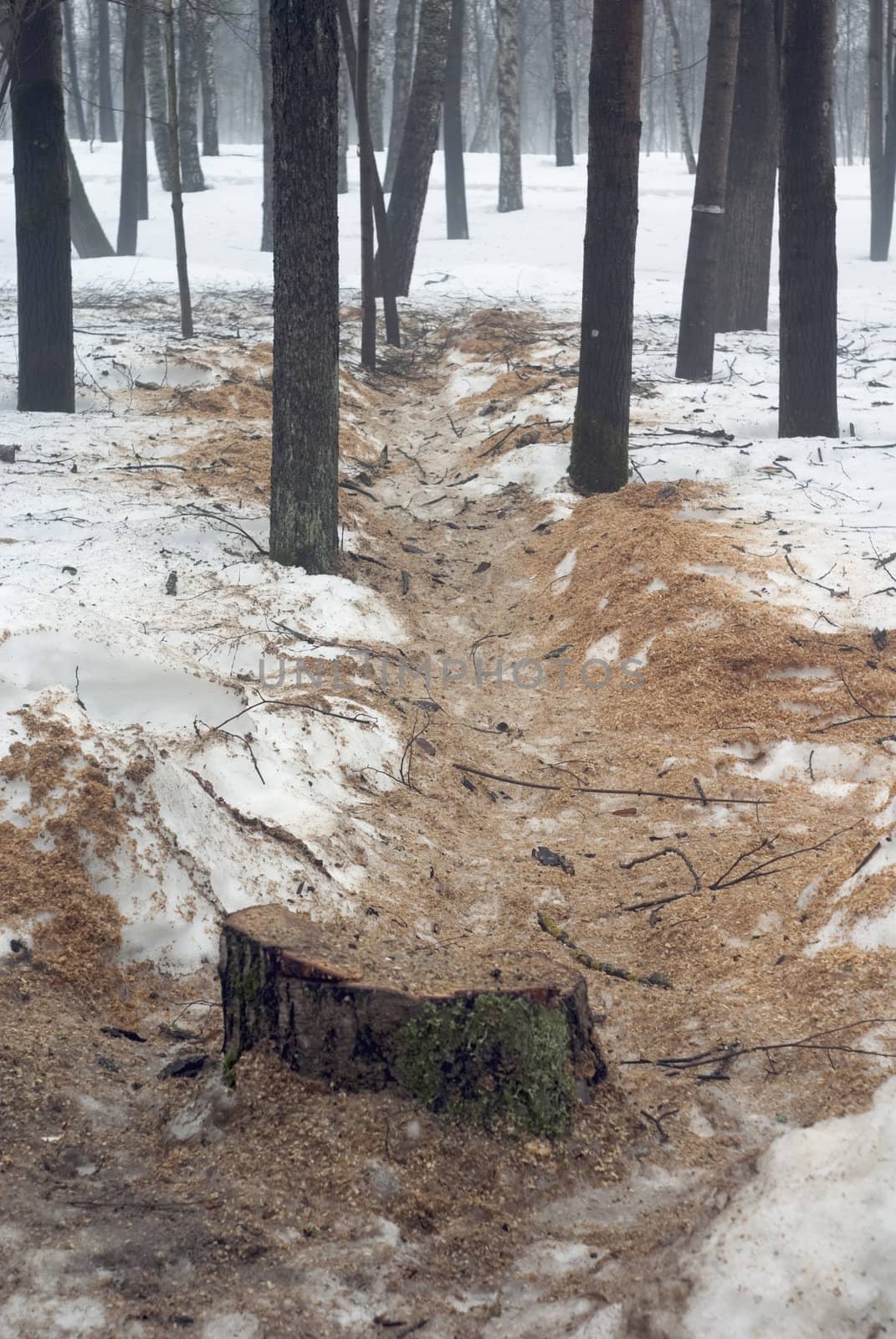 Place where have sawn the cut down tree in winter wood