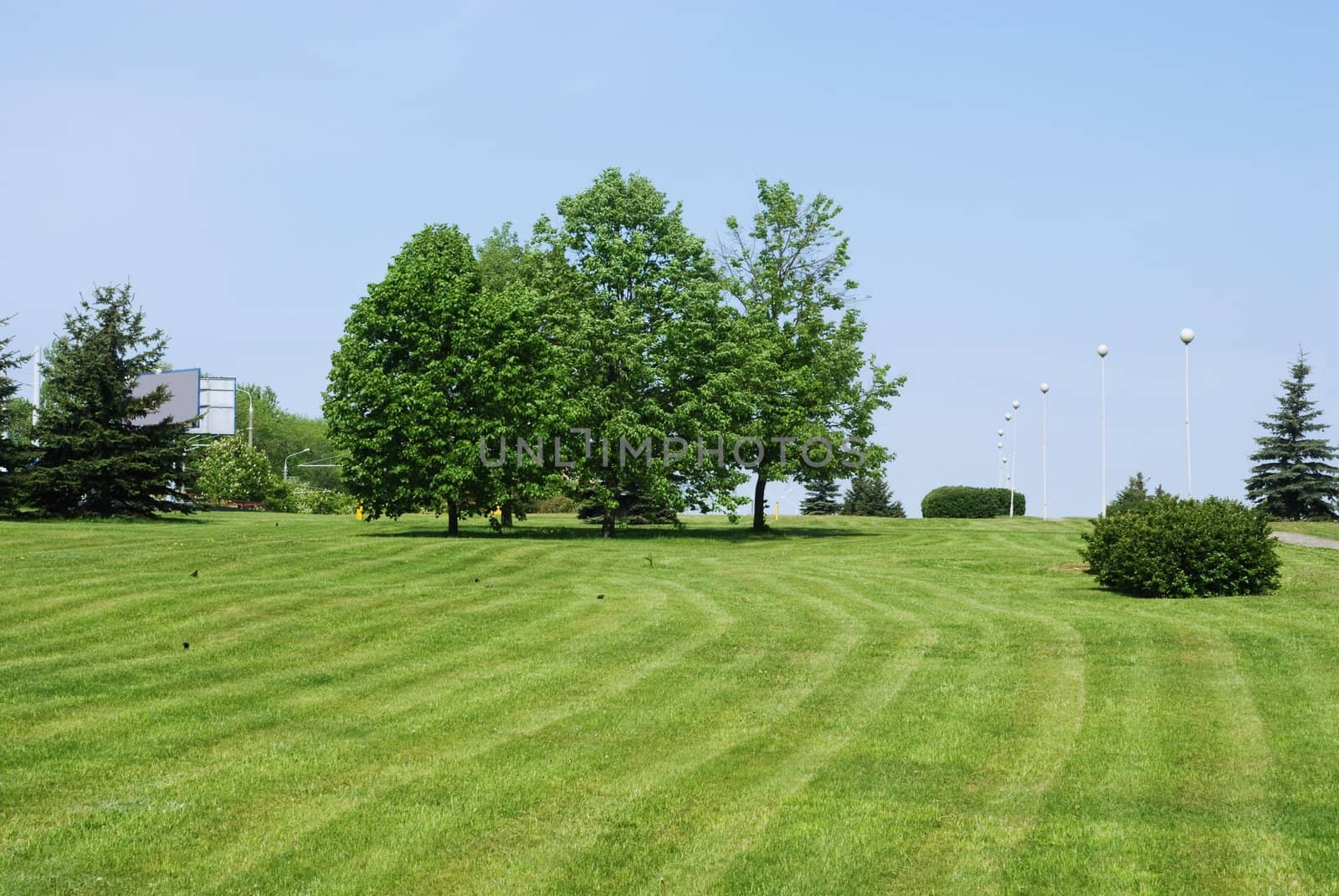 beautiful green grass meadow in town