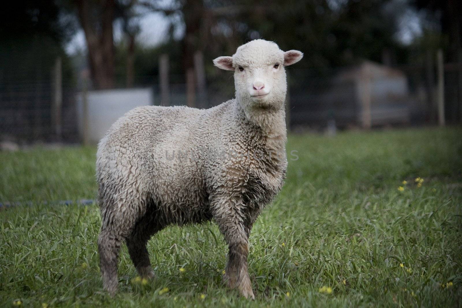 View of a curious sheep looking at the camera.