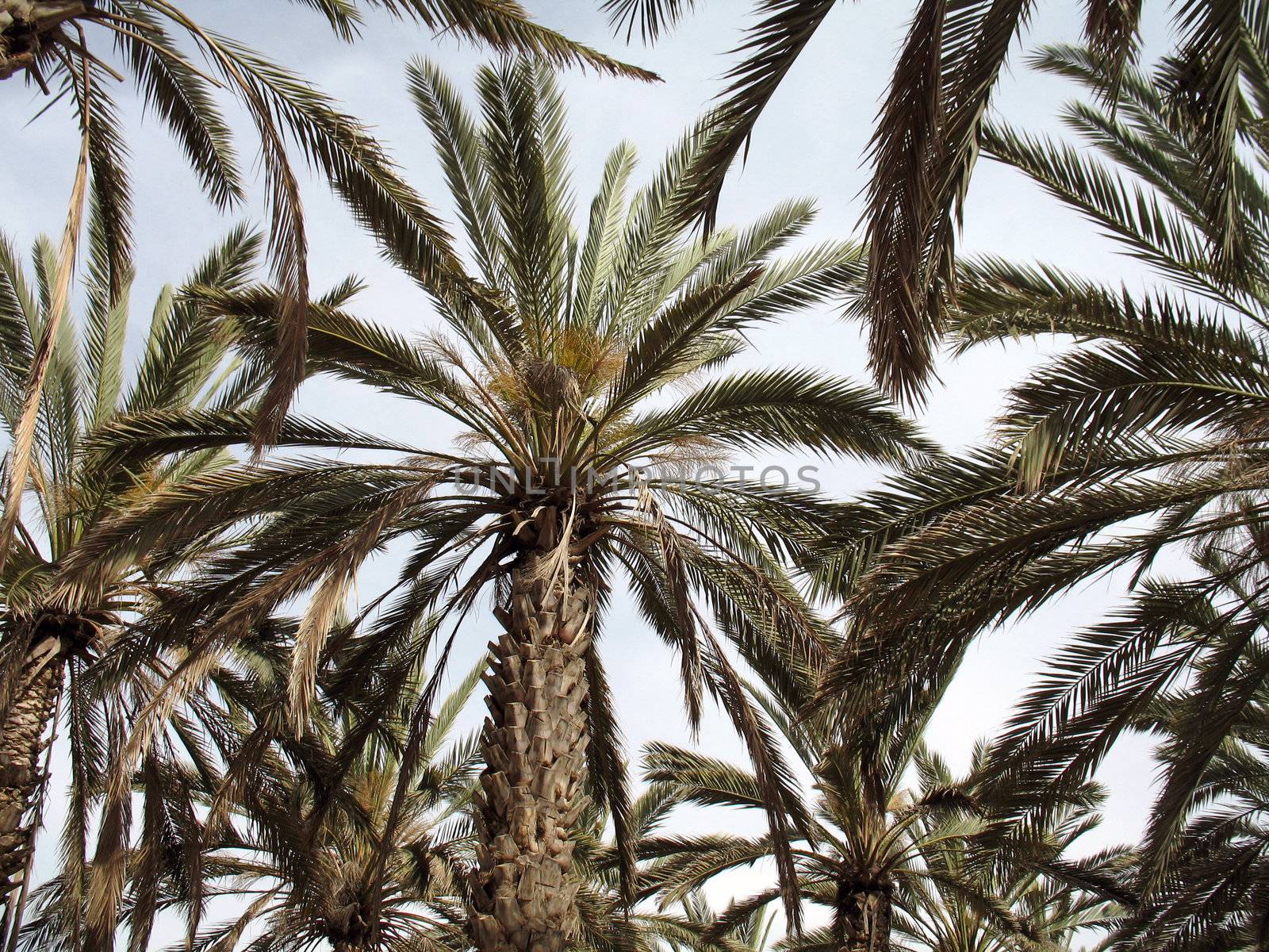Palms by Michael_Feigin