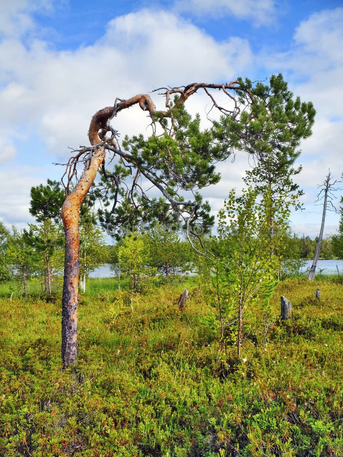 wild pine on lake coast