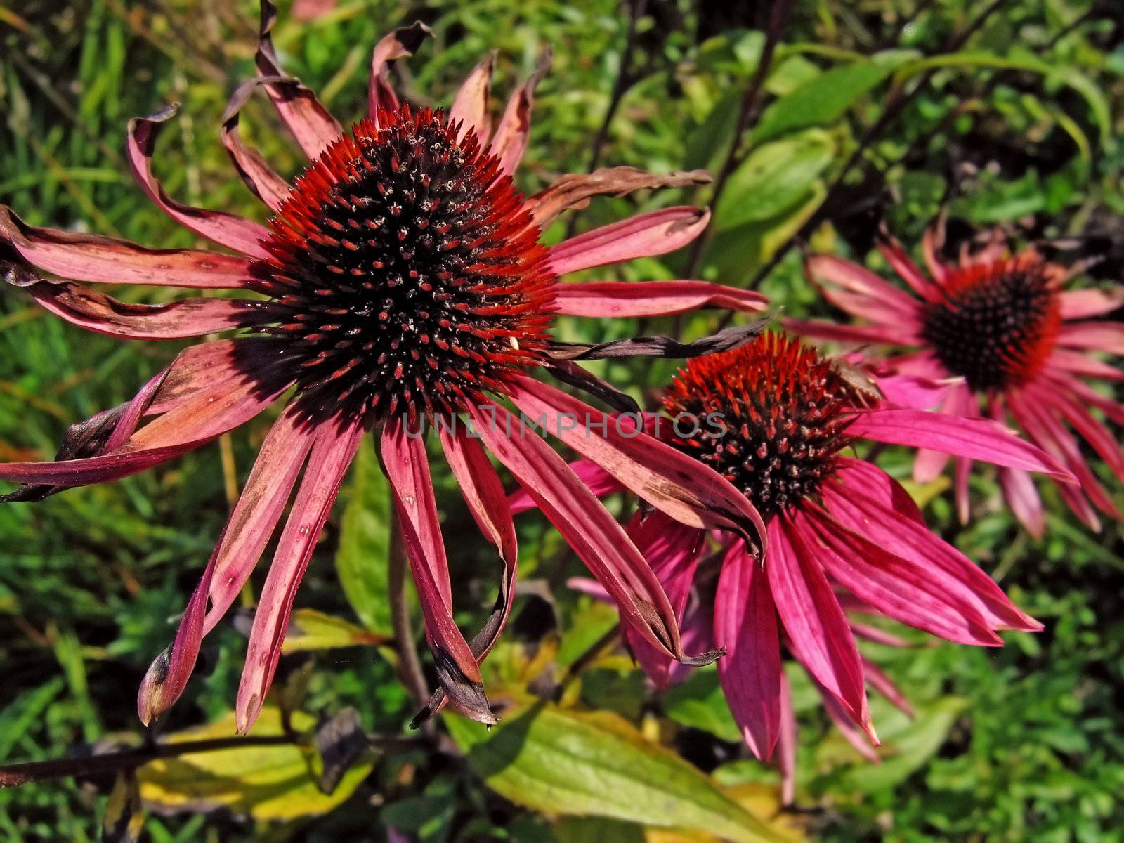 Three fading flowers - Echinacea purpurea in garden