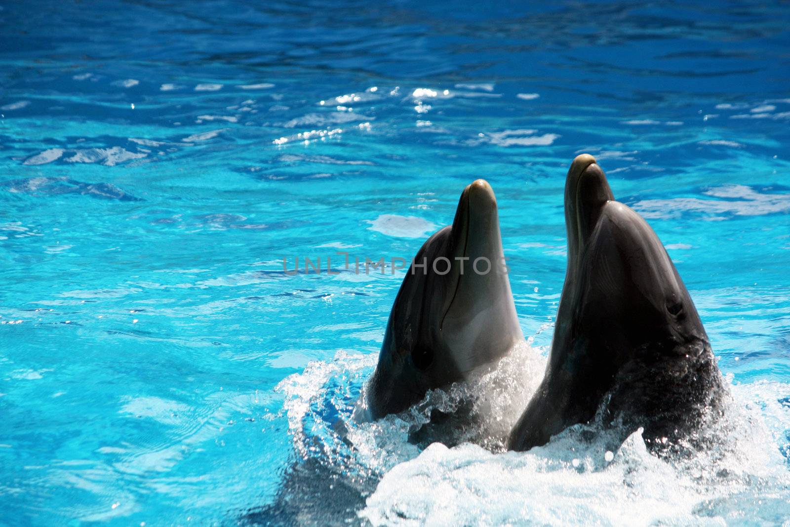 View of two dolphins performing a dance act on a waterpark.