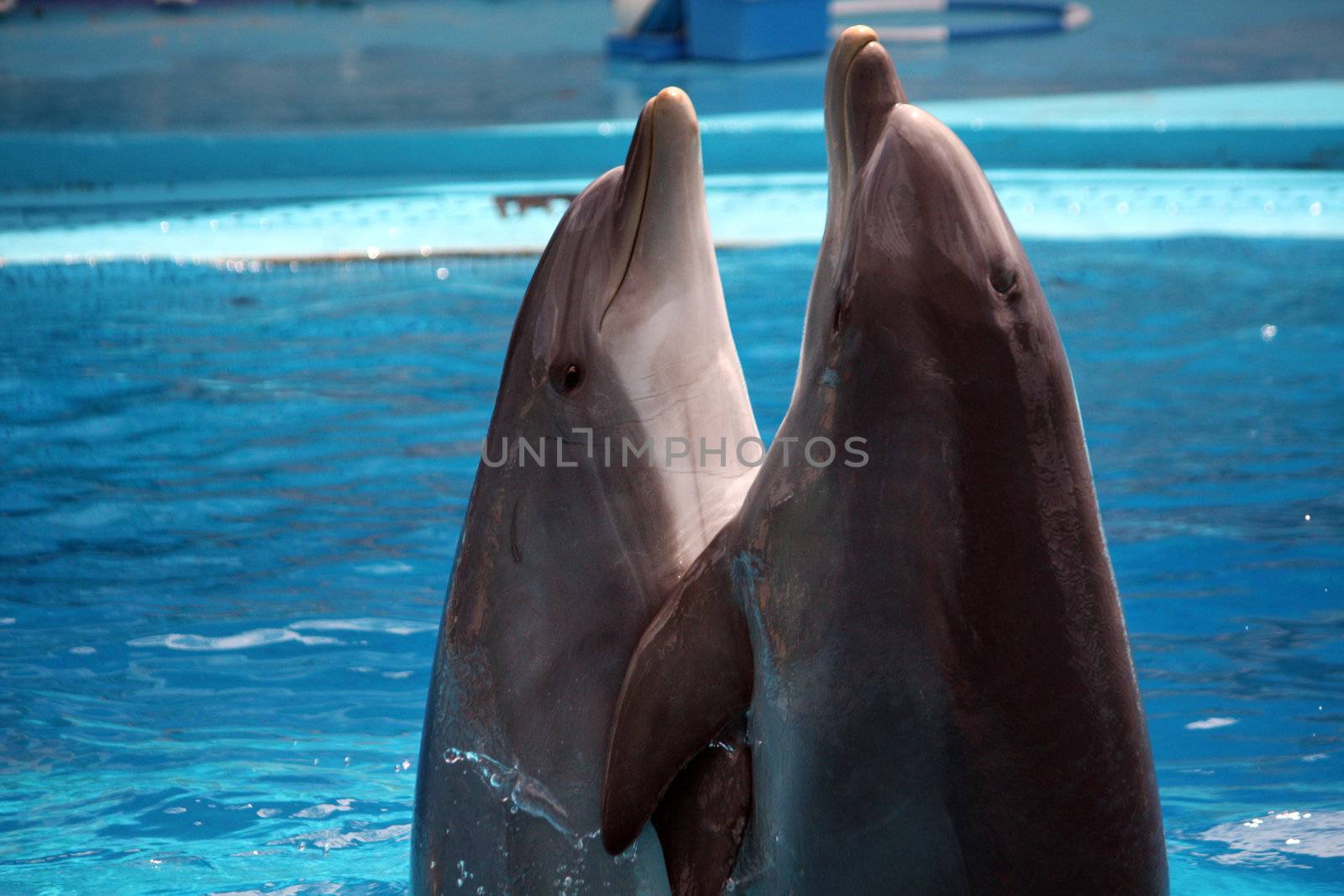 View of two dolphins performing a dance act on a waterpark.