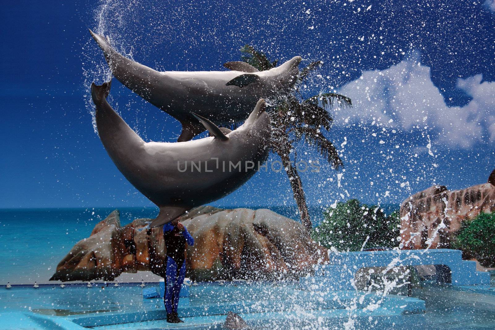 View of two dolphins jumping out of the water on a waterpark.