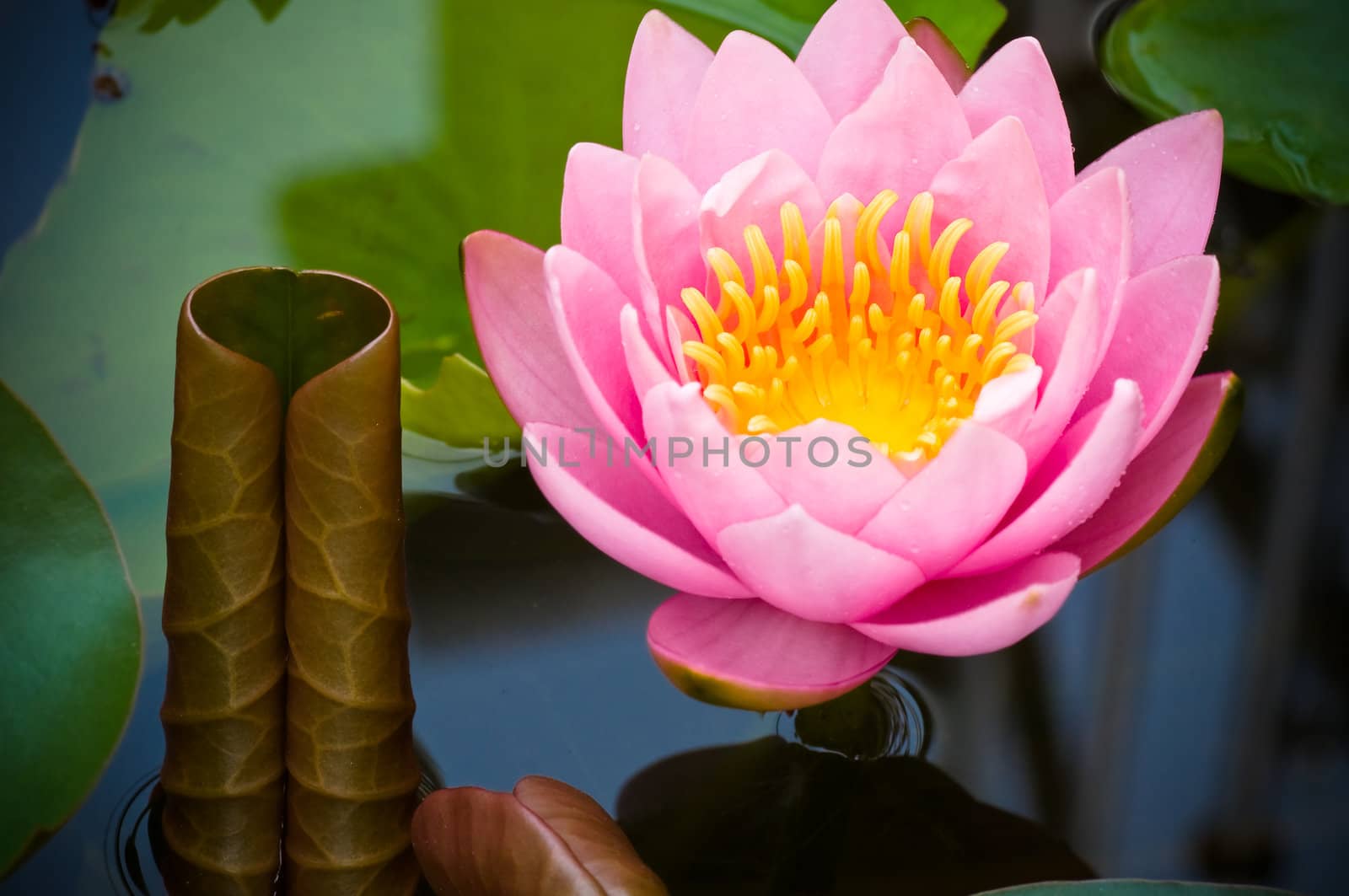 this picture is a pink lotus in the pond