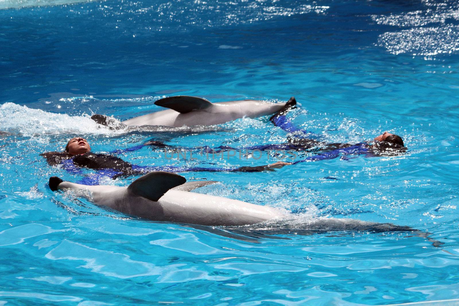 View of a circle performed by two dolphins and their trainers on water.