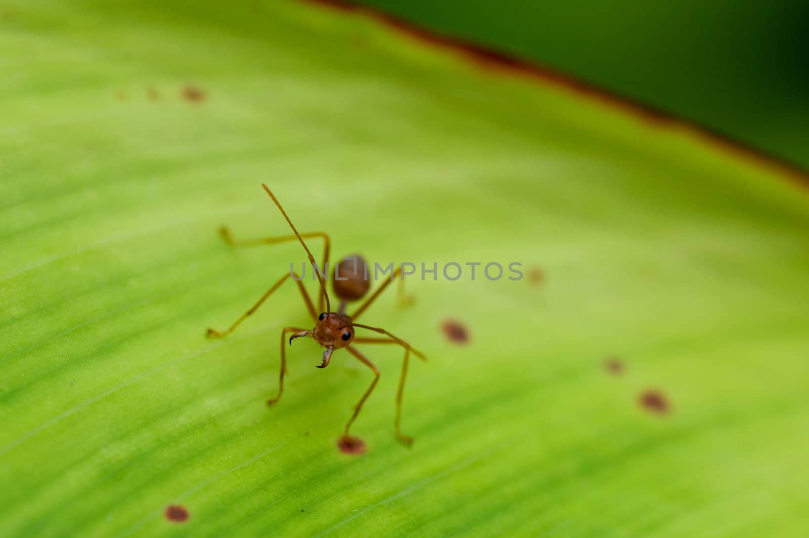 this is an ant on green leaf