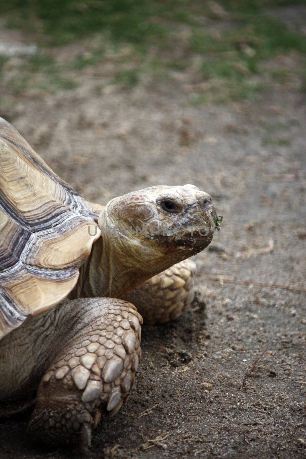 Close up view of a tortoise turtle walking on the ground.