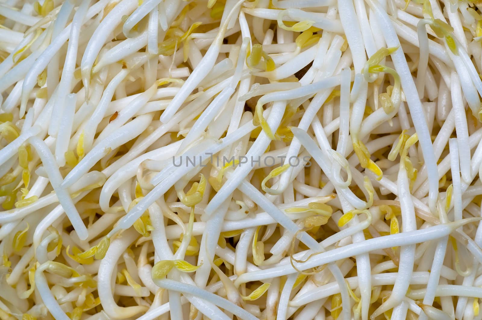 Thai sprout bean