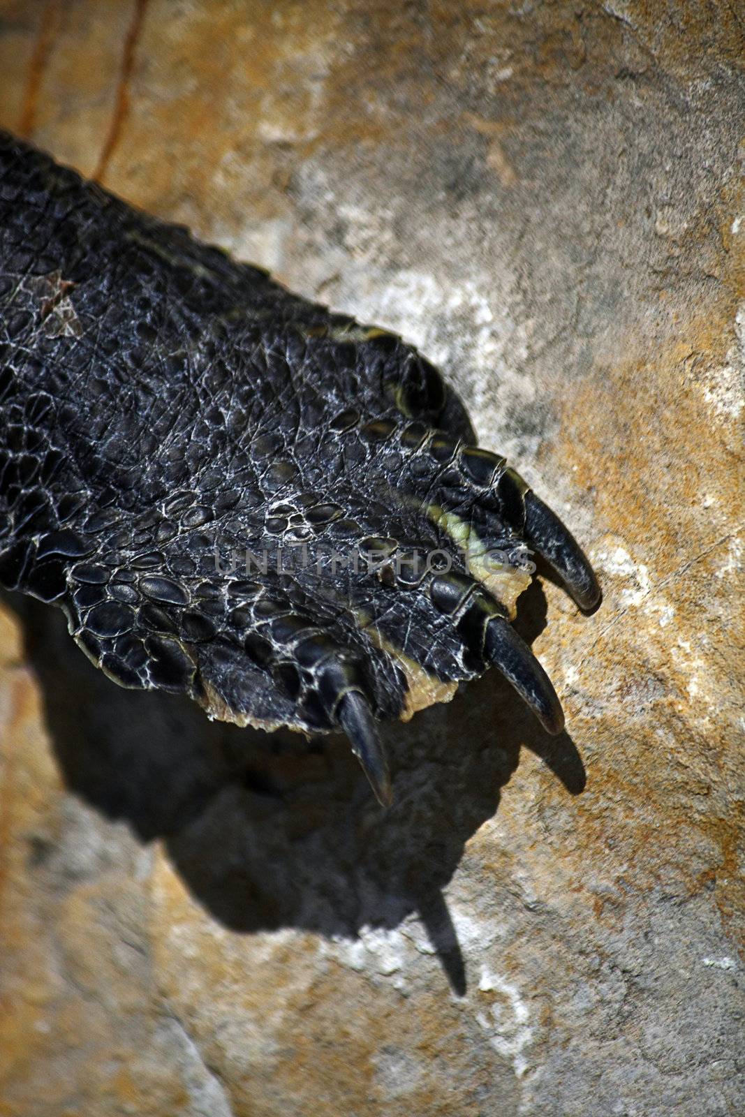 Closeup view of the dark paw of a turtle.