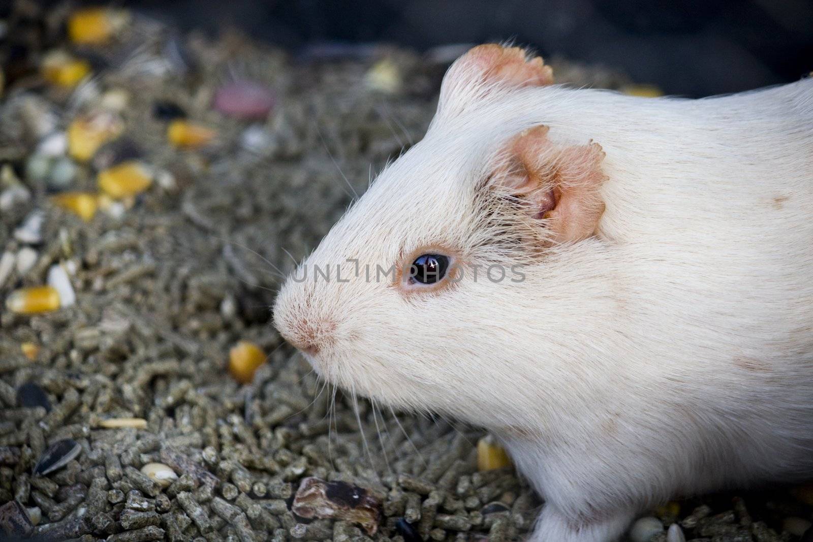 Close up view of a white hamster surrounded by food grains.