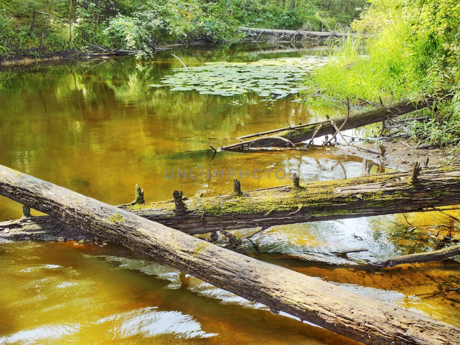 The wild river filled up with the fallen trees