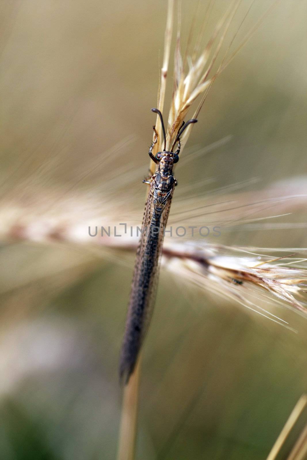 Close up view of an Ant-lion (myrmeleon formicarius) insect on the grass.