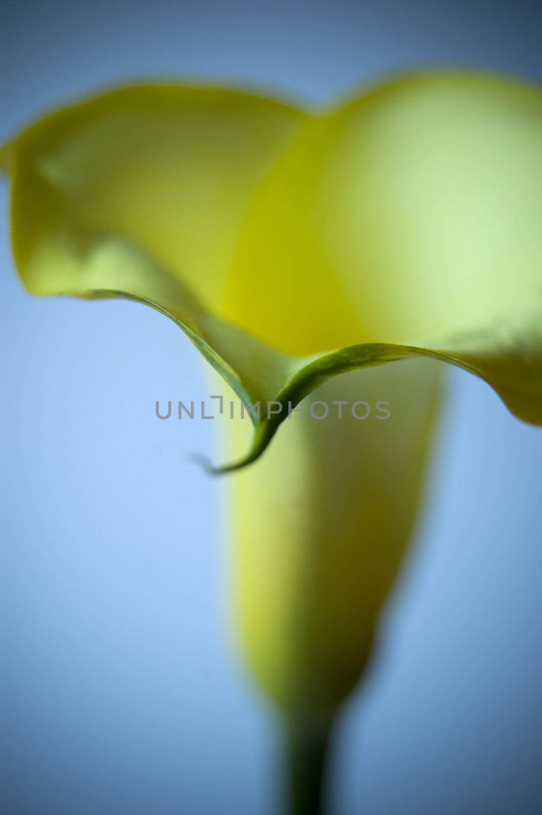 Close up of a yellow calla isolated on white