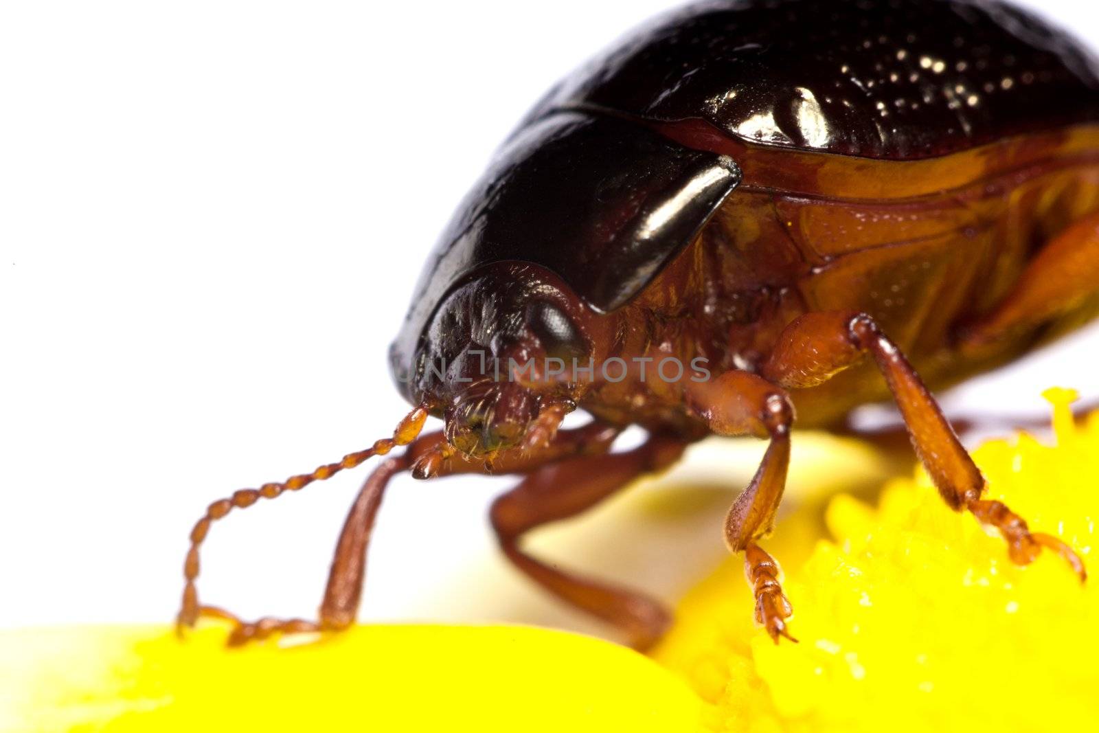 Close up view of a beetle bug named Chrysolina Bankii.