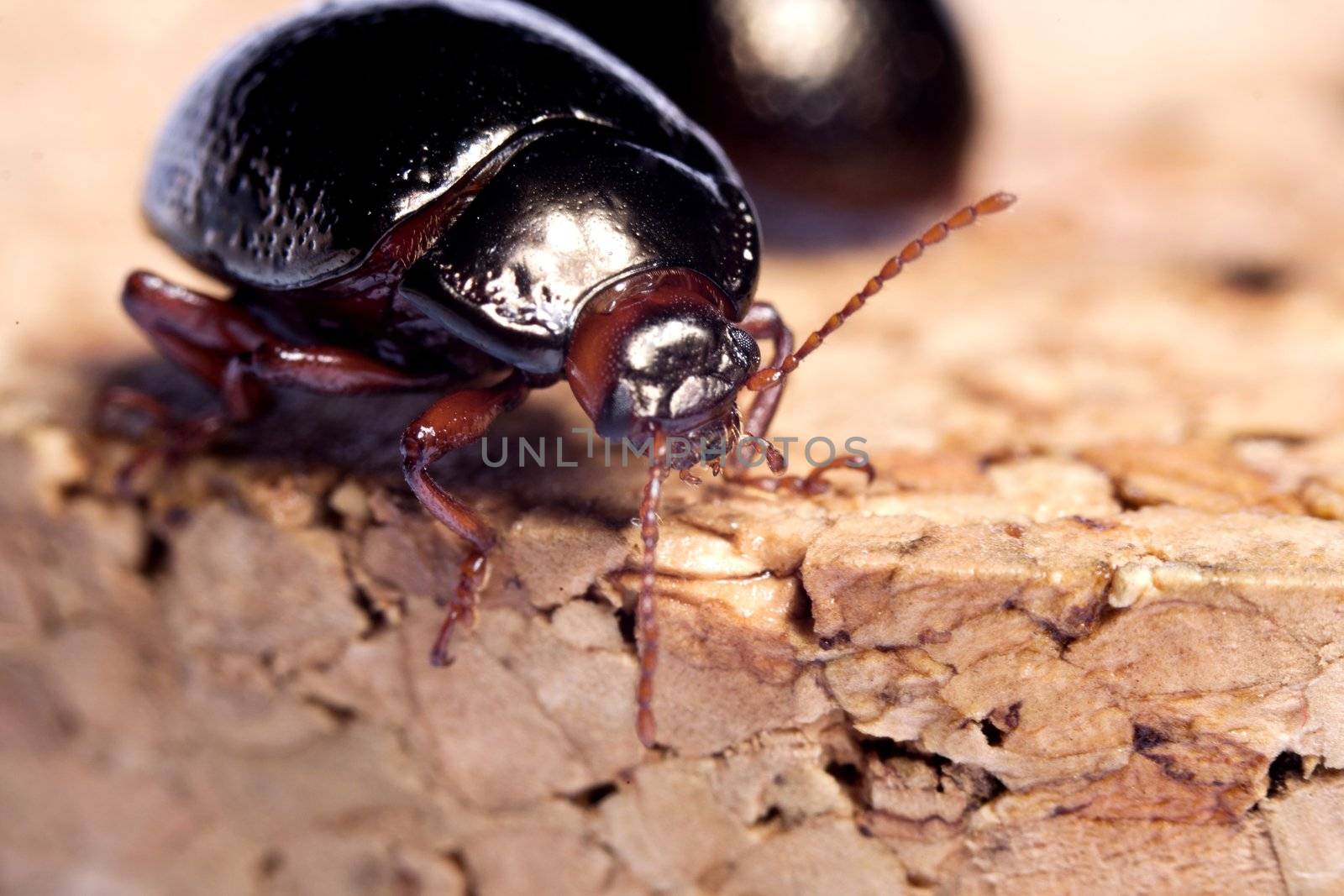 Close up view of a beetle bug named Chrysolina Bankii.