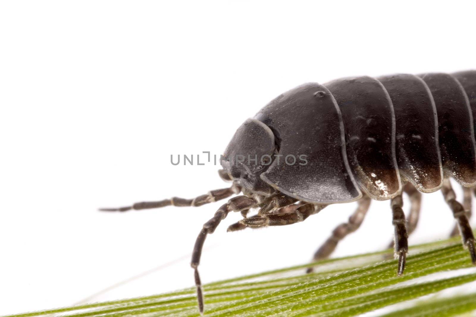 Close up view of a common woodlice bug isolated on a white background.