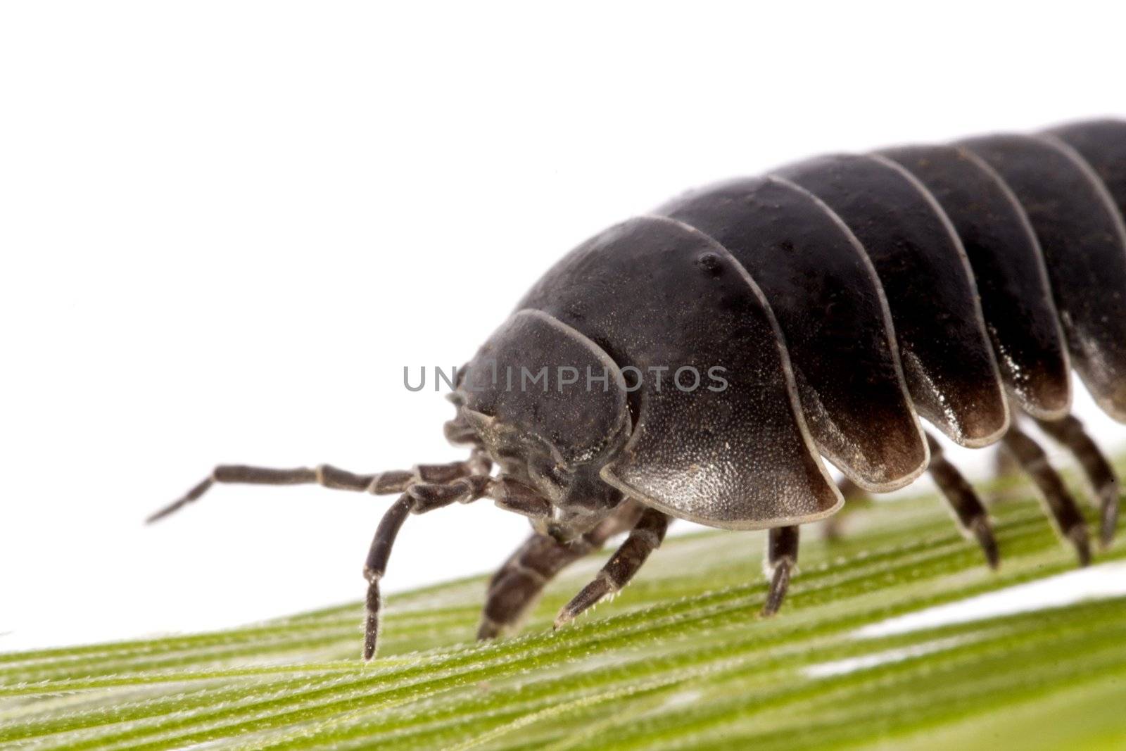 Close up view of a common woodlice bug isolated on a white background.