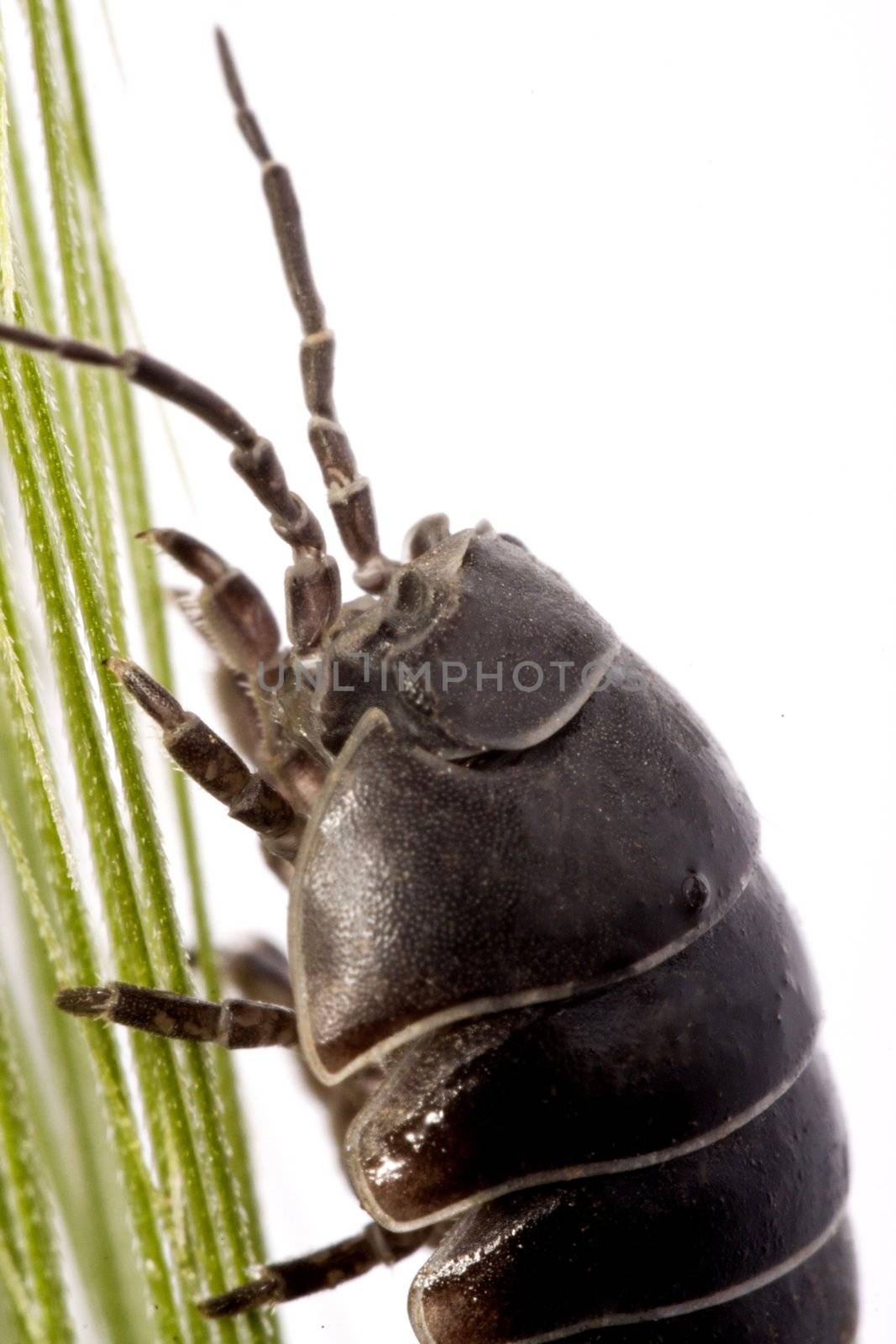 Close up view of a common woodlice bug isolated on a white background.