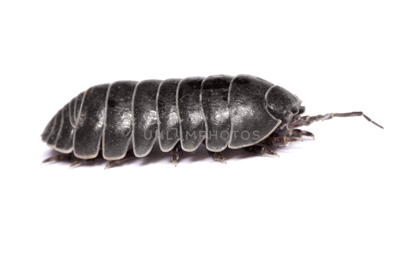 Woodlice bug by membio