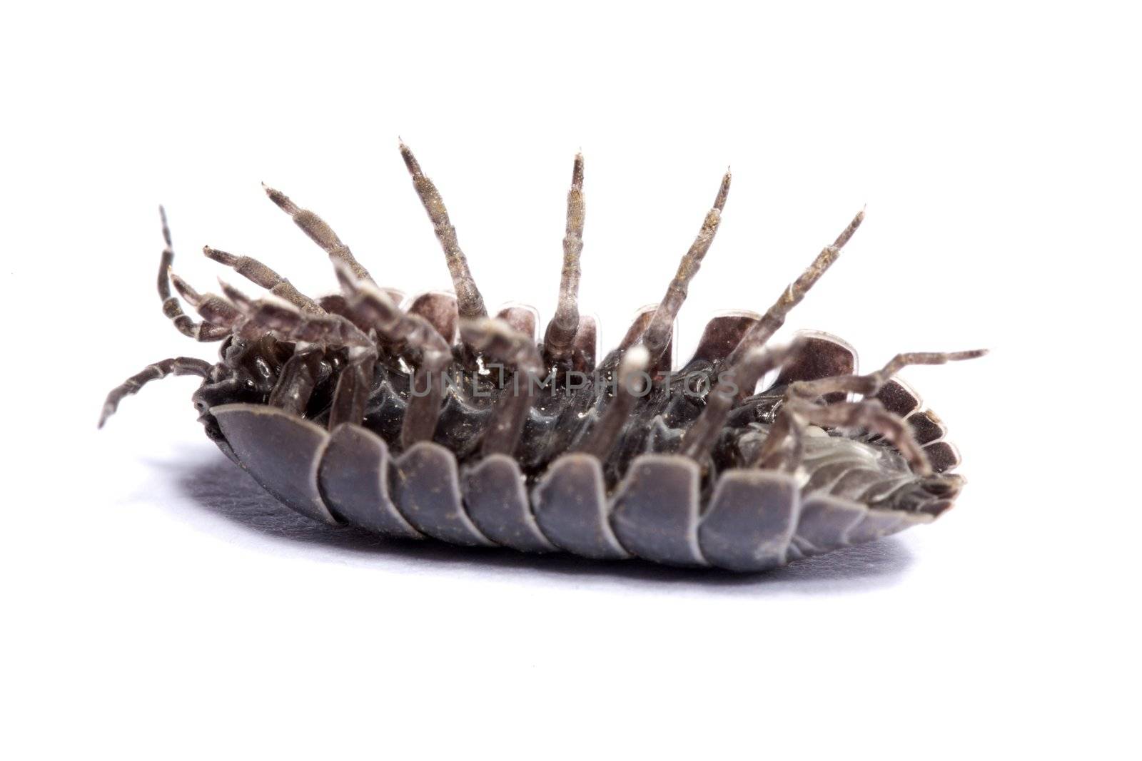 Close up view of a common woodlice bug isolated on a white background.