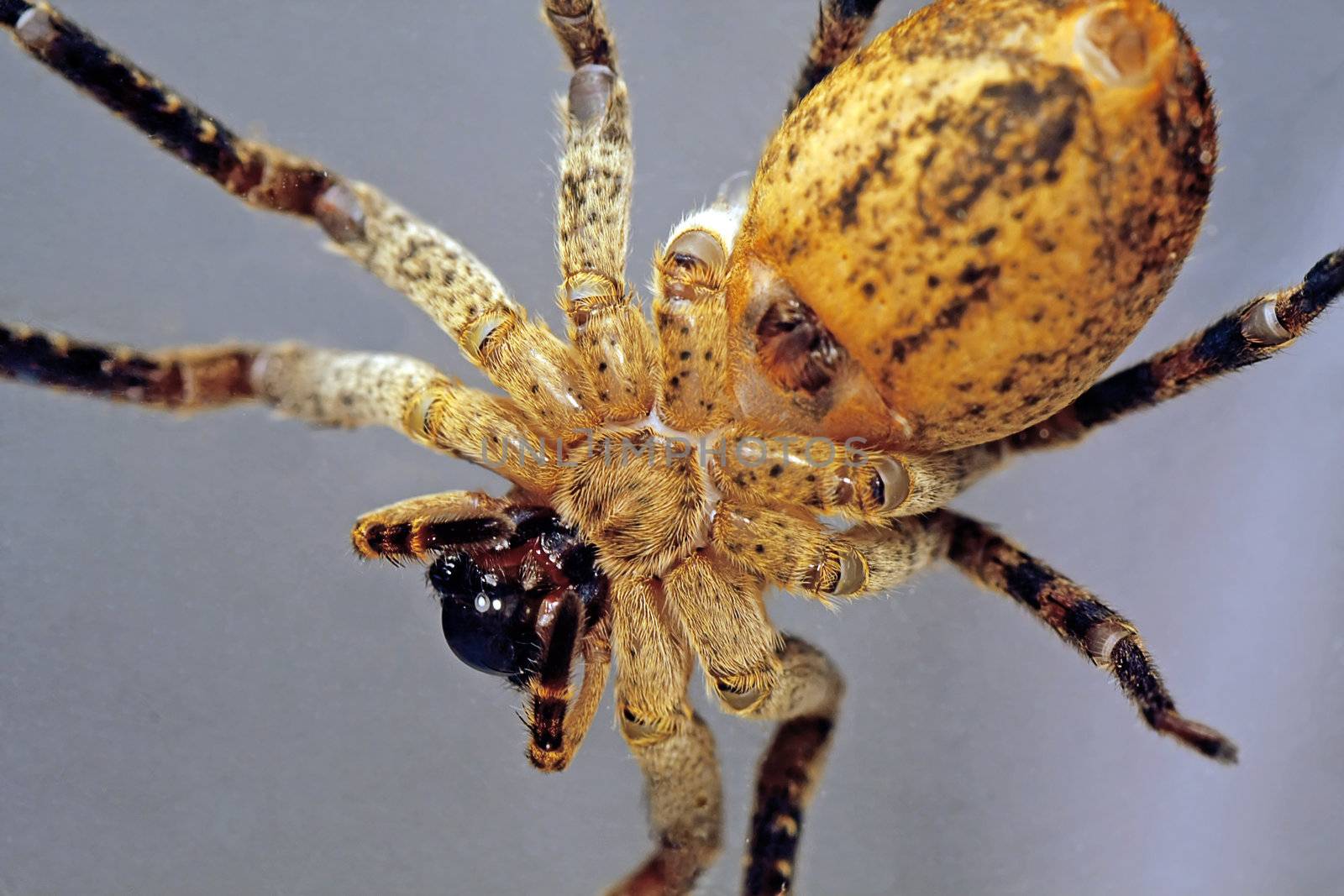 Macro view of the belly of a wolf-spider.