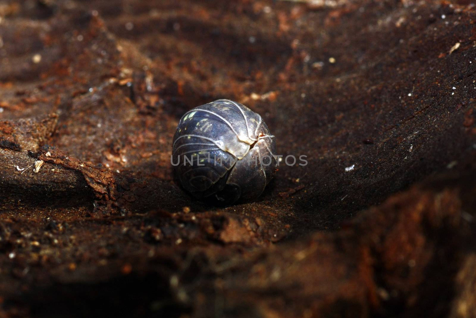 Close up view of a woodlice bug curved to protect itself.