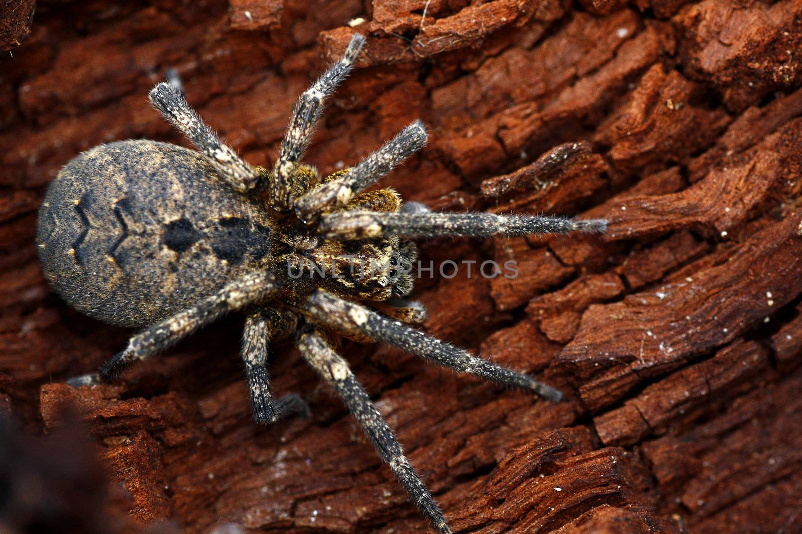 Macro view of a wolf-spider isolated on a piece of rotten wood.