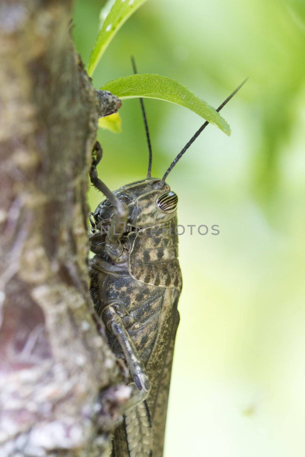 Close up view of the Egyptian locust behind some leafs.