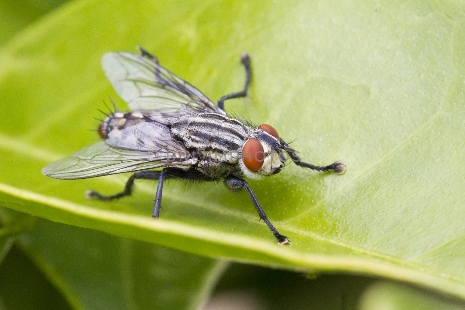 Close up view of a flesh fly sitting on a leaf.