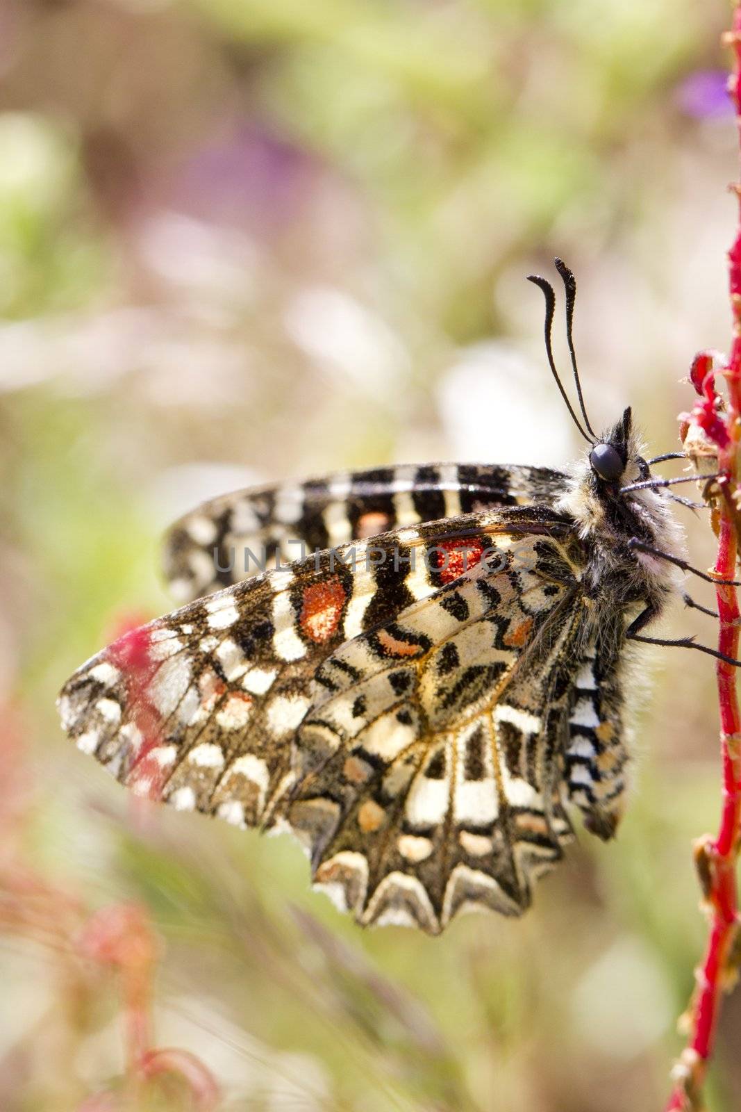 Close up view of a Spanish festoon butterfly (Zerynthia rumina) butterfly.